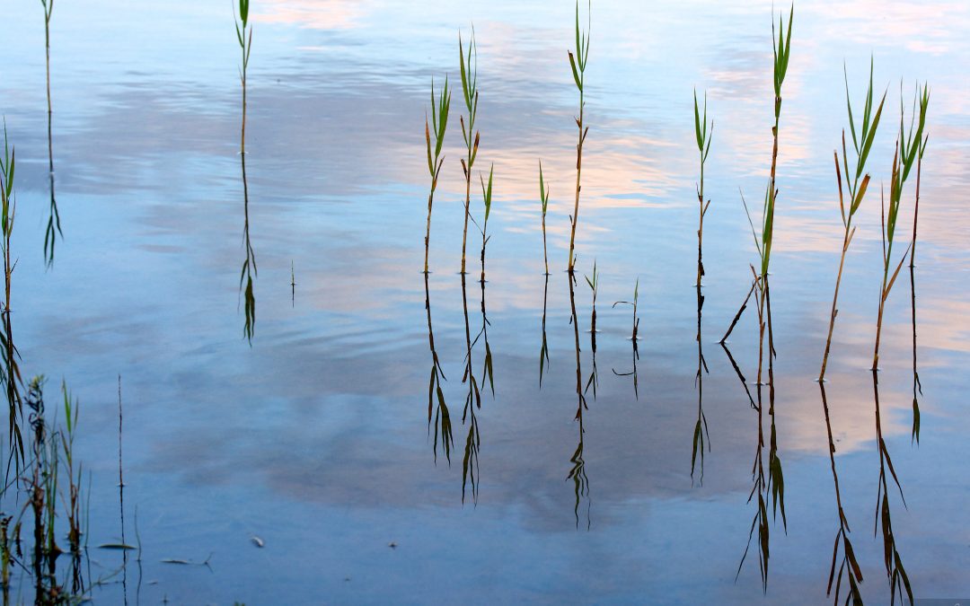 Adaptation Action Case Study Series as part of the Collaborative Implementation Groups Project